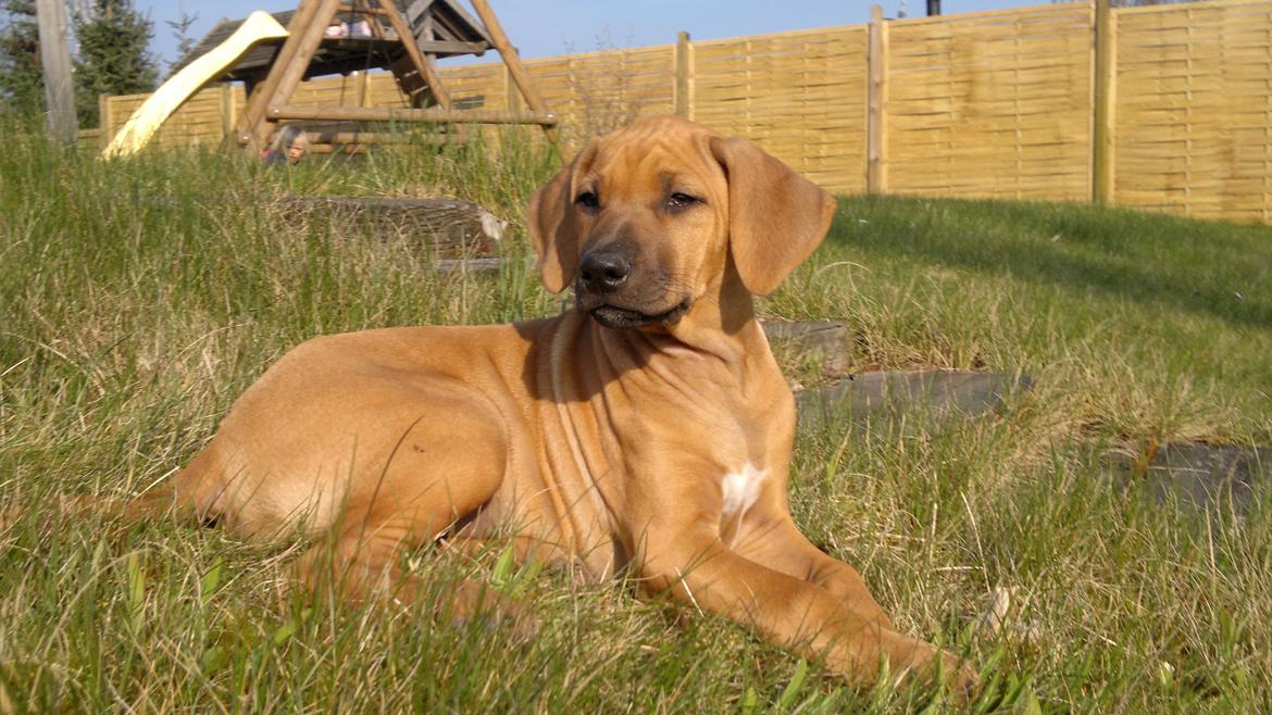 Rhodesian ridgeback Kinyemi At Inkiru Valley´s Inubia  billede 1