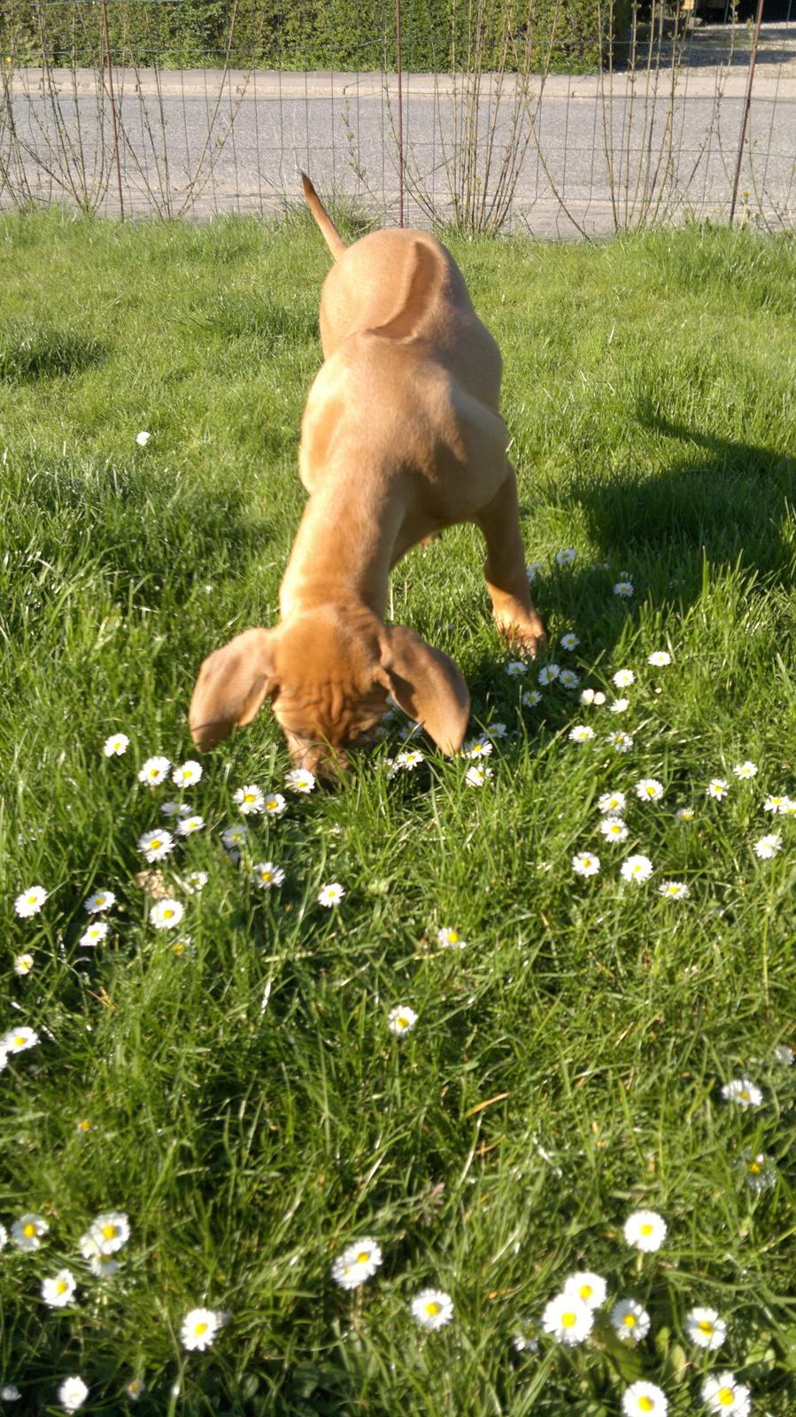 Rhodesian ridgeback Kinyemi At Inkiru Valley´s Inubia  billede 2