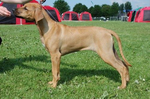 Rhodesian ridgeback Kinyemi At Inkiru Valley´s Inubia  billede 3