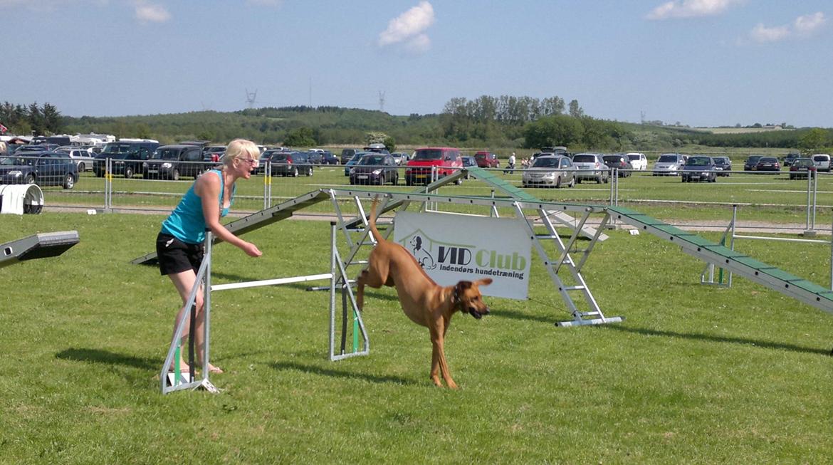 Rhodesian ridgeback Kinyemi At Awesome Valley's G'Anaya billede 6
