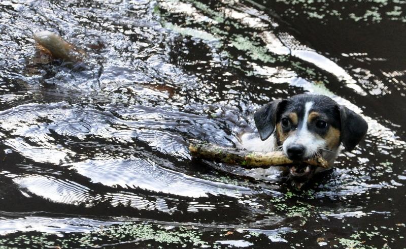 Dansk svensk gaardhund Stella <3 - Stella elsker vand og pinde, så her er hun bare i sit es! :D Elsker den vandhund <3 28.05.2012 i hundeskoven i Skørping :) billede 20