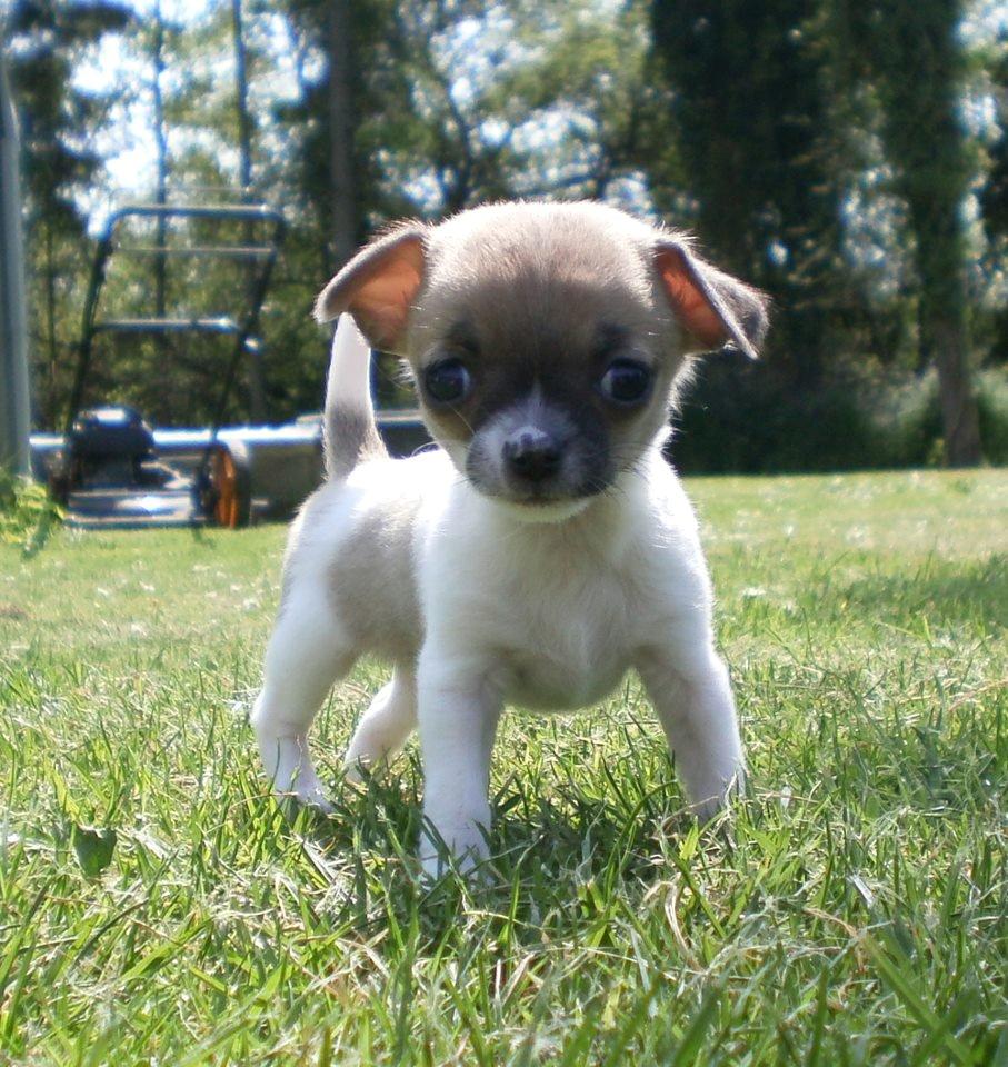 Chihuahua Gabbie billede 1