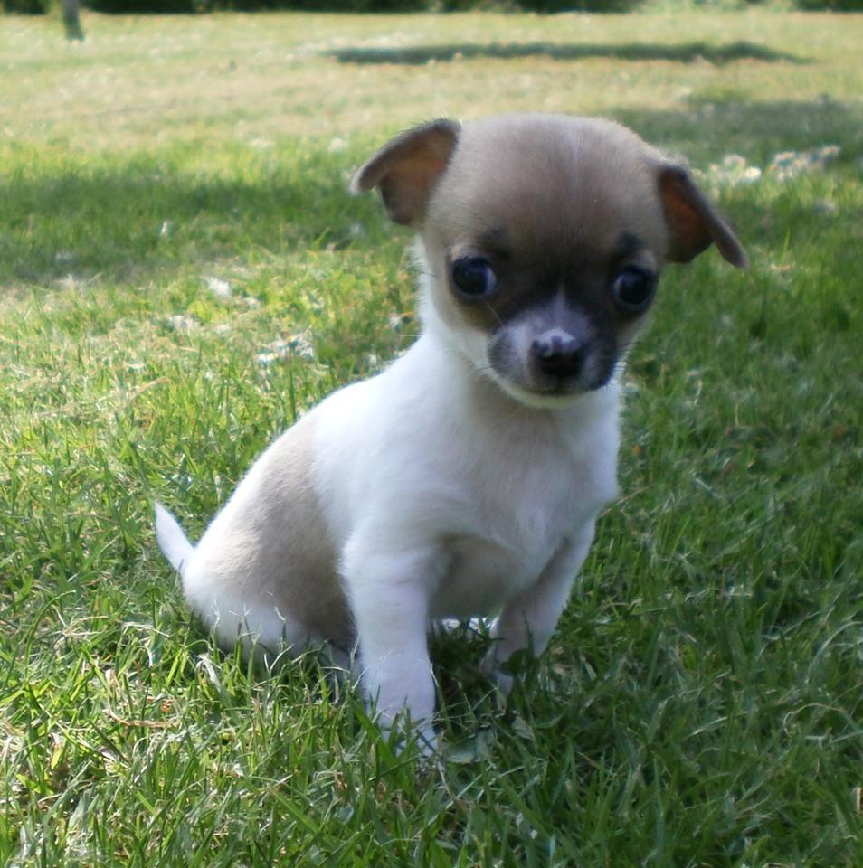 Chihuahua Gabbie billede 2