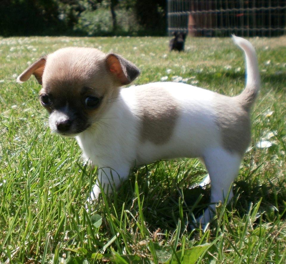 Chihuahua Gabbie billede 3