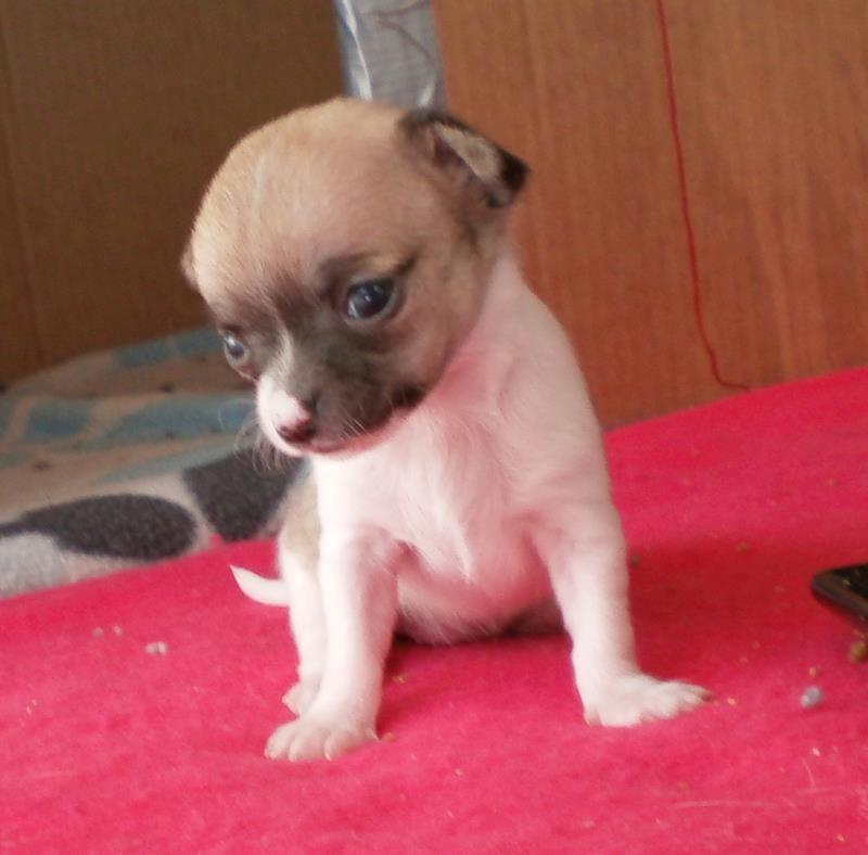 Chihuahua Gabbie billede 4