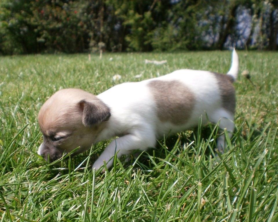 Chihuahua Gabbie billede 5
