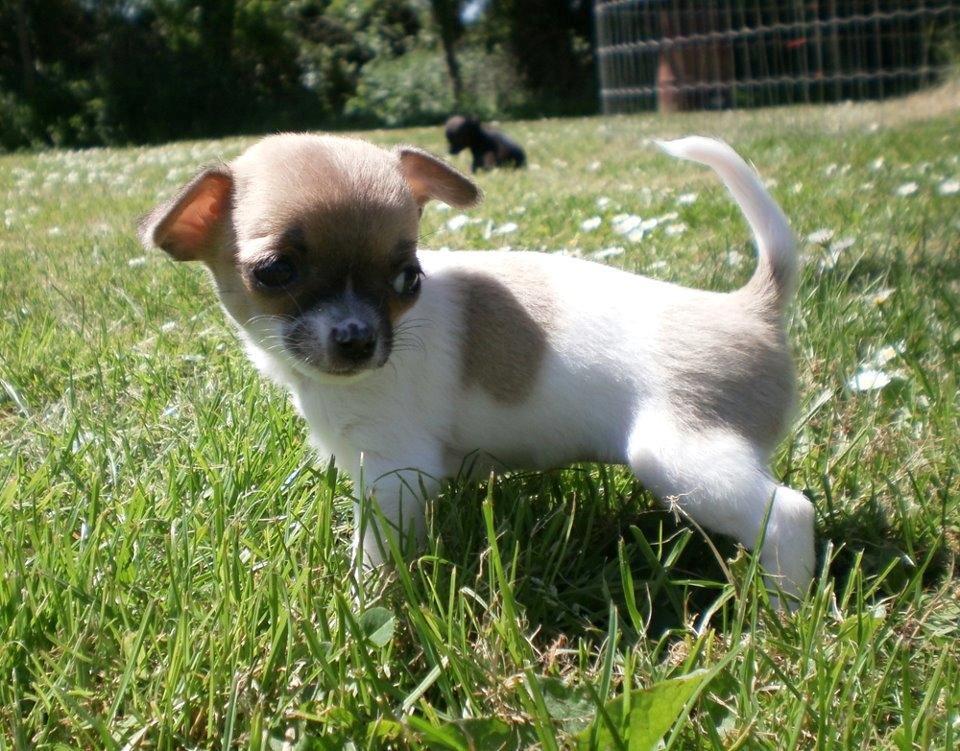 Chihuahua Gabbie billede 6