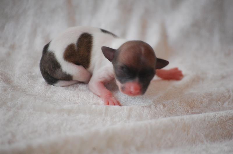 Chihuahua Gabbie billede 7