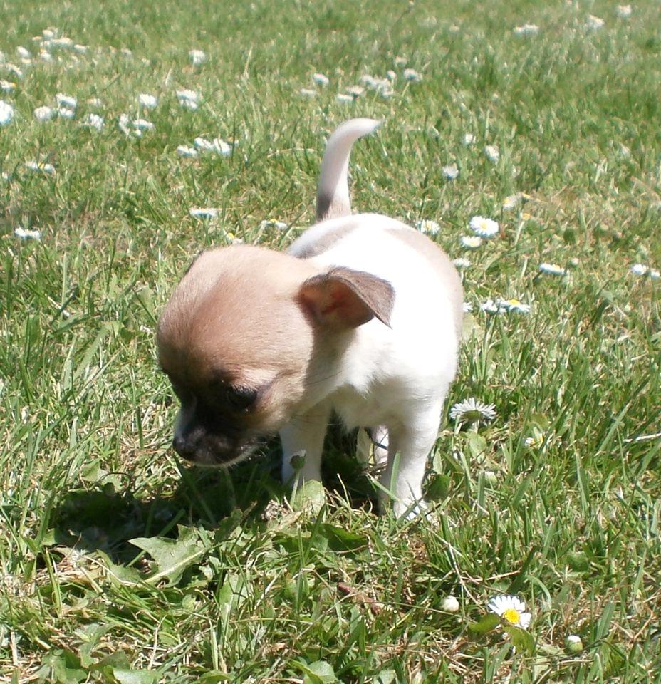 Chihuahua Gabbie billede 8