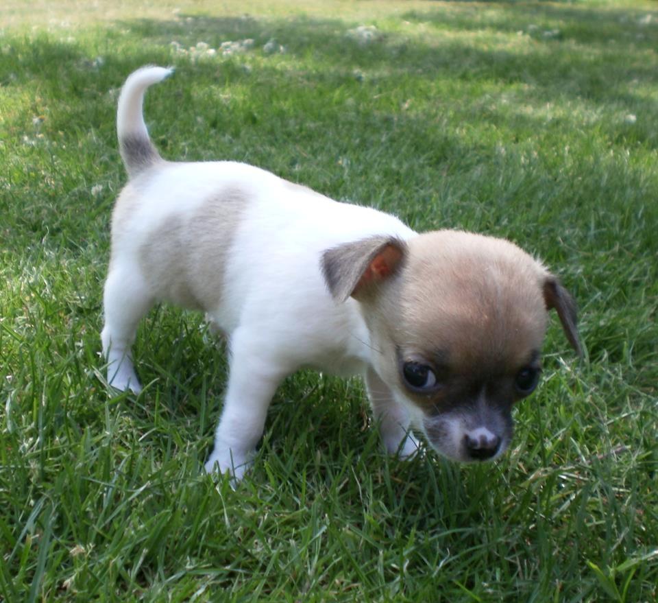 Chihuahua Gabbie billede 9