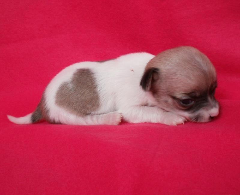 Chihuahua Gabbie billede 10
