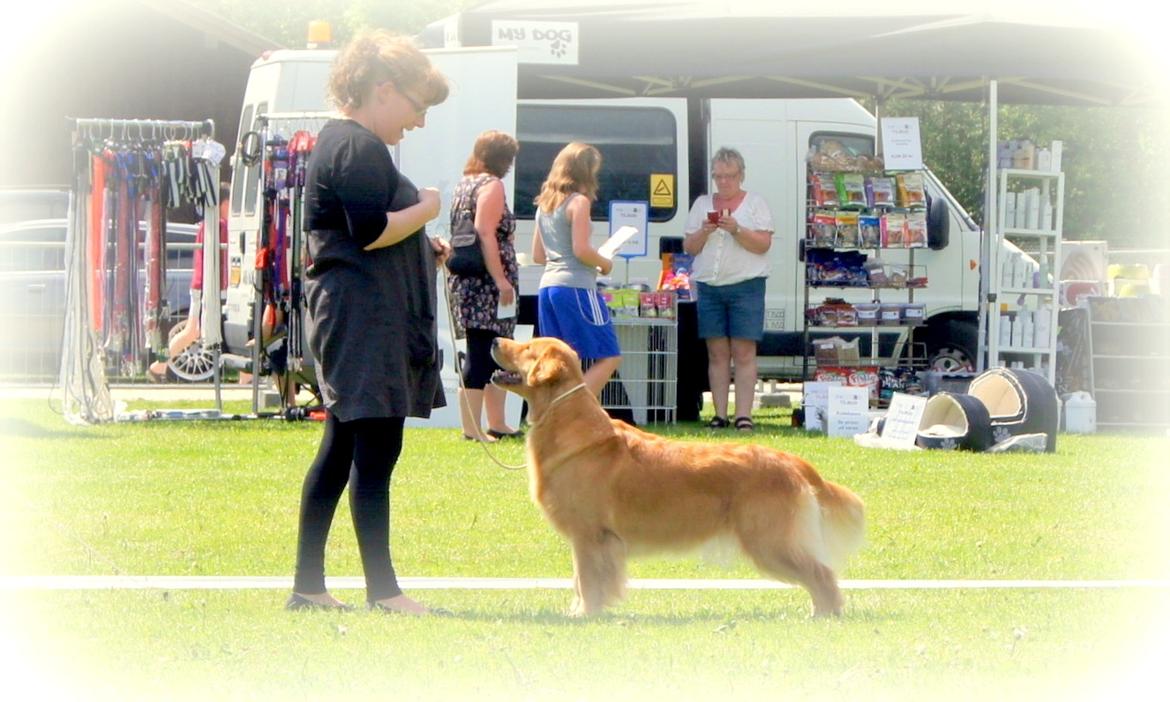 Golden retriever Leongolden Cha Cha Cha - Udstiling DRK 27-05-12
Cha Cha fik exc. og 3 vinder i Åben klasse billede 4