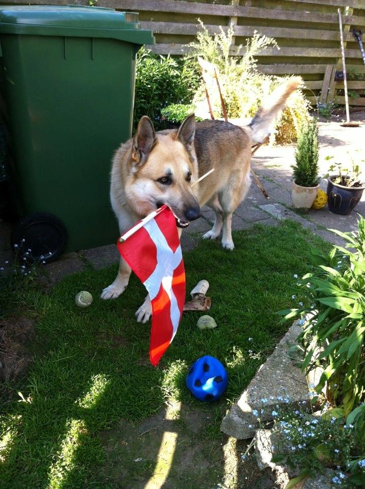 Schæferhund Kenzo - Tillykke min kæreste trofaste ven ,med din 6års fødselsdag d. 27 maj. billede 19
