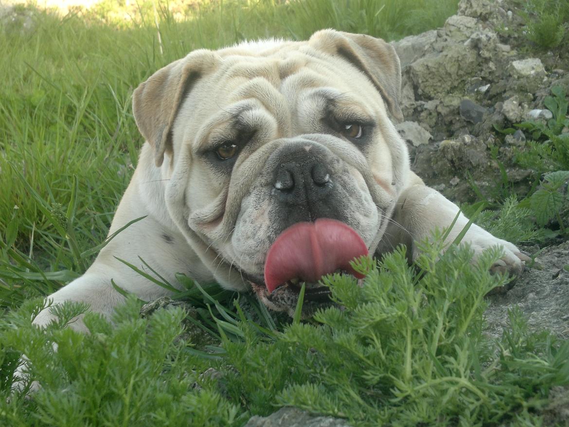 Engelsk bulldog Ronja  billede 18