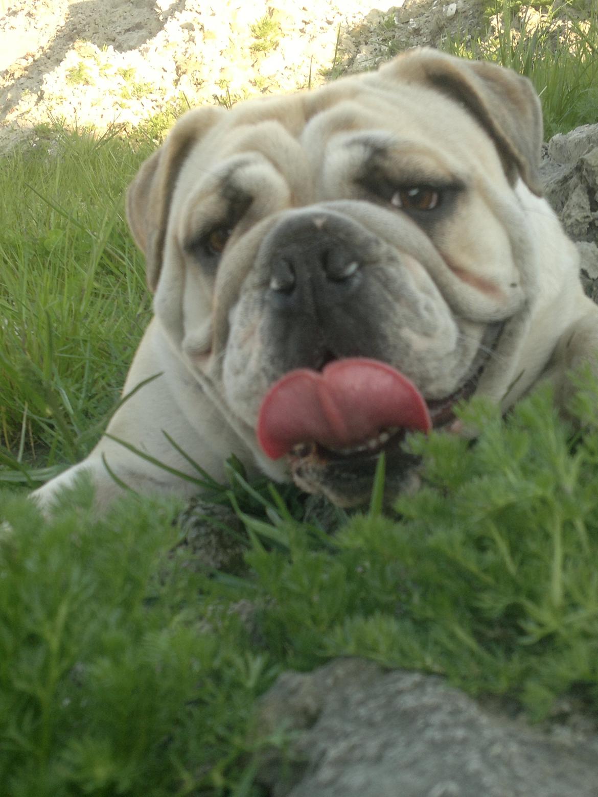 Engelsk bulldog Ronja  billede 19