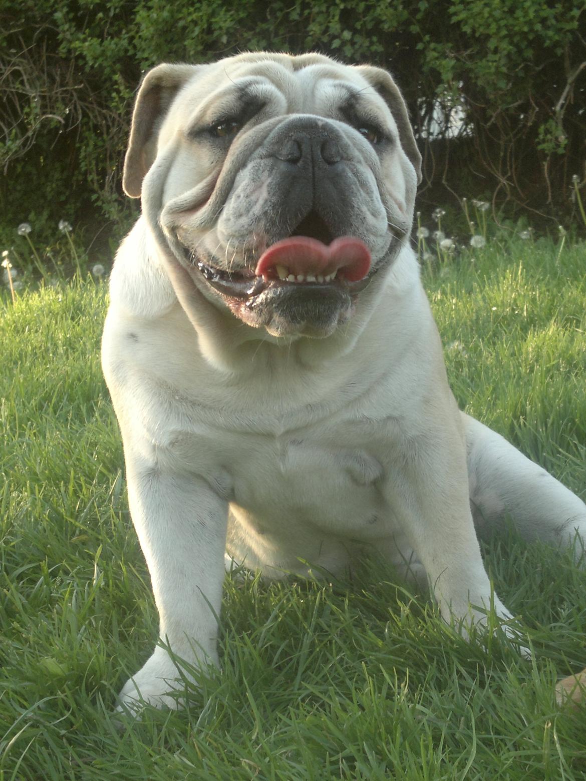 Engelsk bulldog Ronja  billede 20
