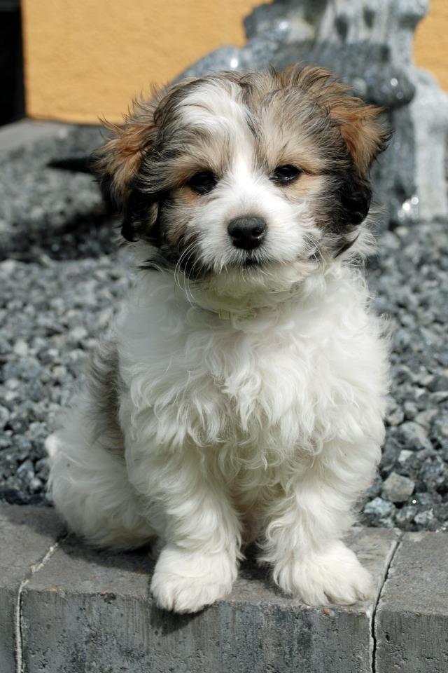 Løwchen Lions of Denmark X'llent Ludvig *Silas* billede 13