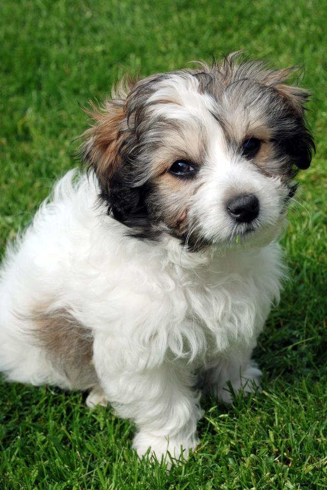 Løwchen Lions of Denmark X'llent Ludvig *Silas* billede 16