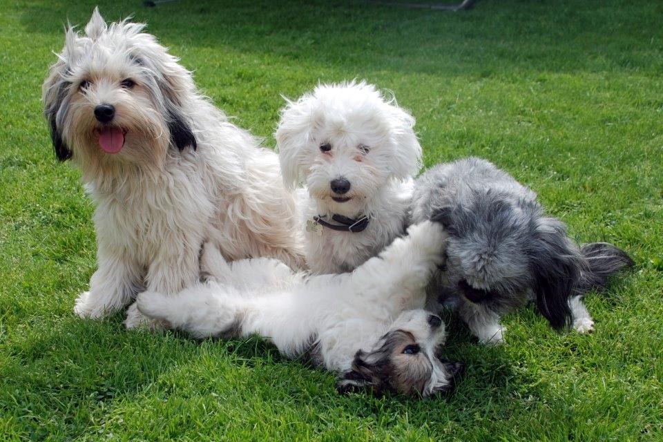 Løwchen Lions of Denmark X'llent Ludvig *Silas* billede 17