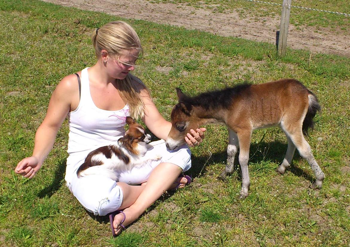 Papillon NA's Molly - Molly sammen med vores nye føl, d. 28/5-2012 billede 12