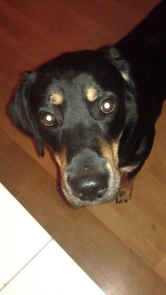 Blanding af racer Stingway billede 1