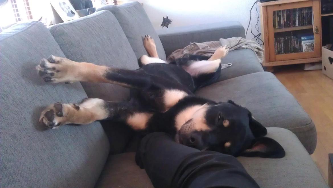 Blanding af racer Stingway billede 3