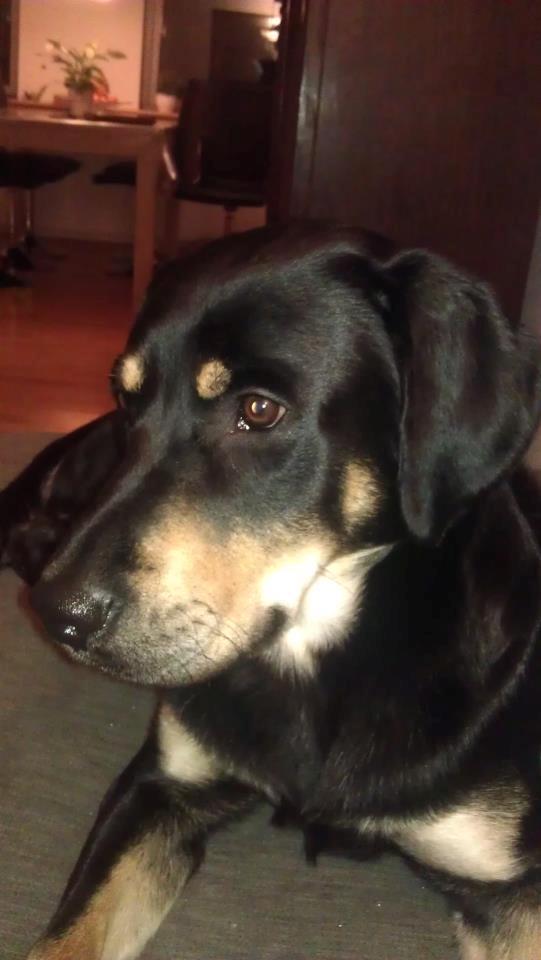 Blanding af racer Stingway billede 5