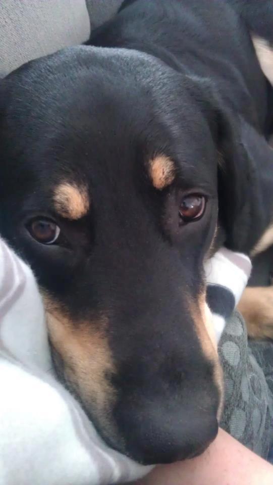 Blanding af racer Stingway billede 6