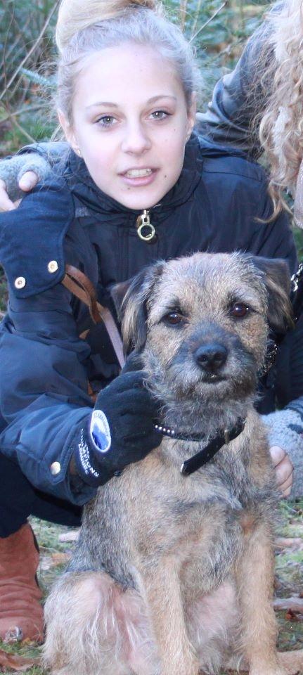 Border terrier Prins Felix billede 11