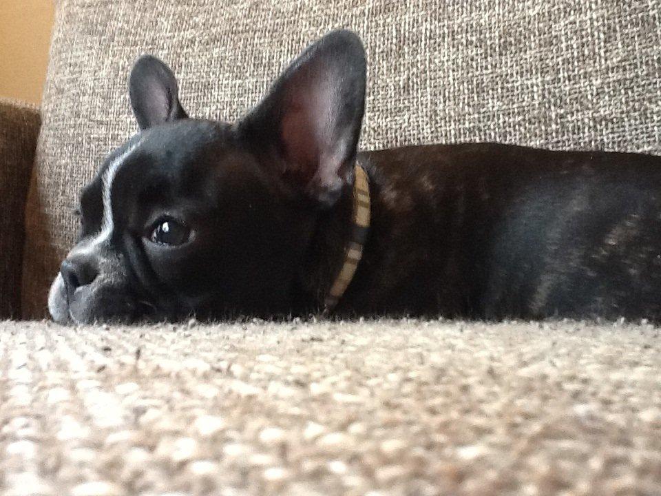 Fransk bulldog Trunte billede 1