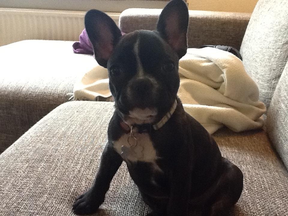 Fransk bulldog Trunte - halløjsovs her sidder jeg billede 2