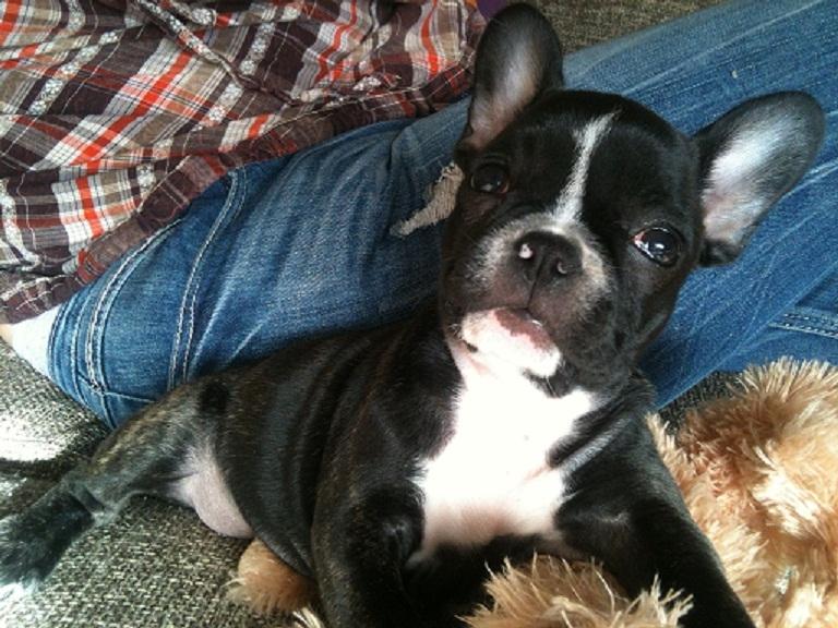 Fransk bulldog Trunte - Gad vide hvad det der er, hun står med ? billede 3