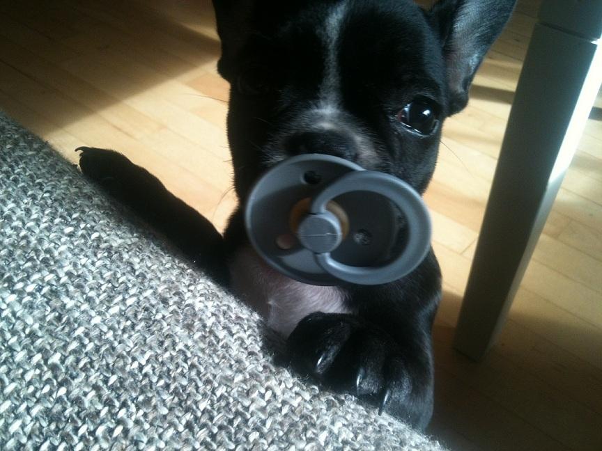 Fransk bulldog Trunte - Man er vel stadig bare en baby ? billede 4