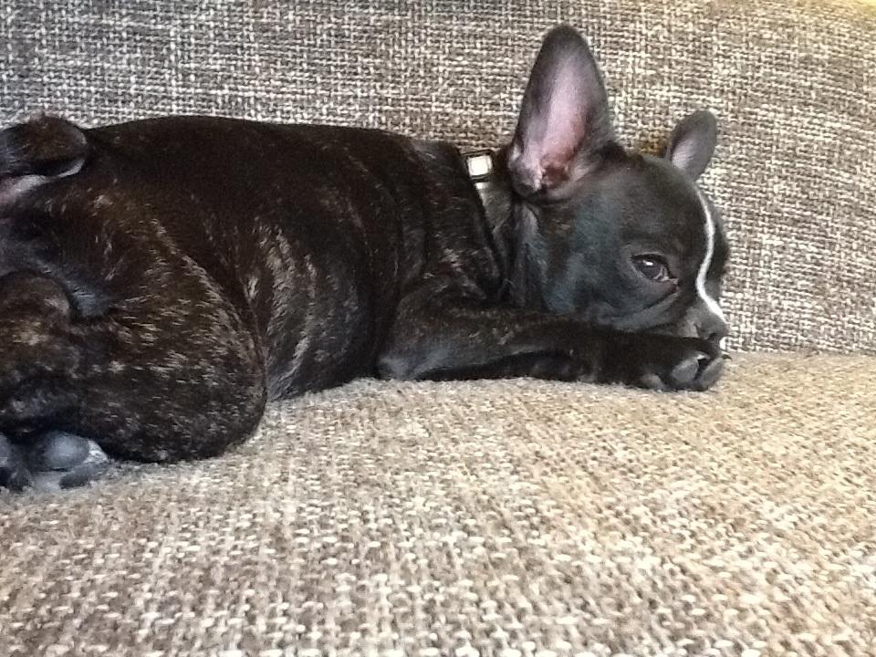 Fransk bulldog Trunte - Ja sådan nogen som os, vi sover altså meget! billede 5