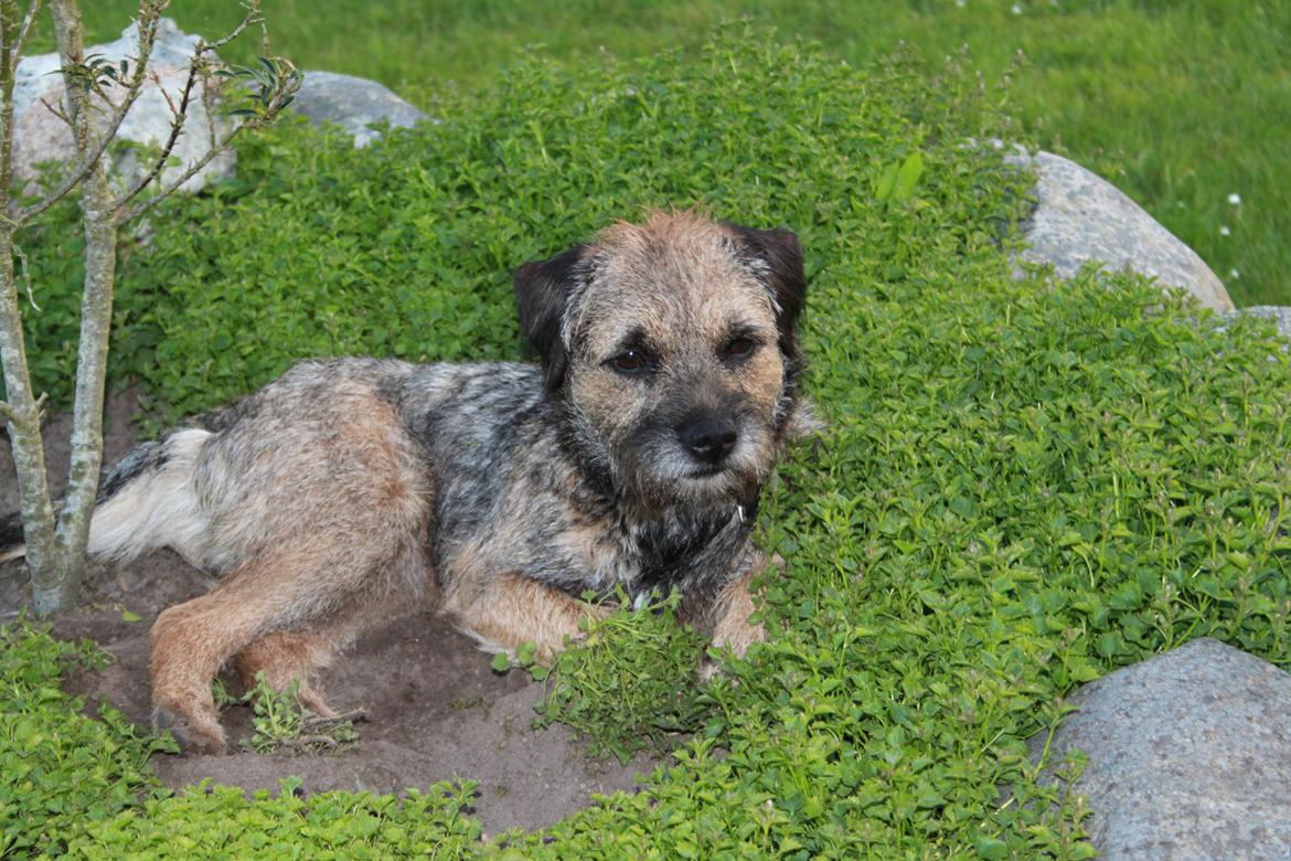 Border terrier Prins Felix billede 12