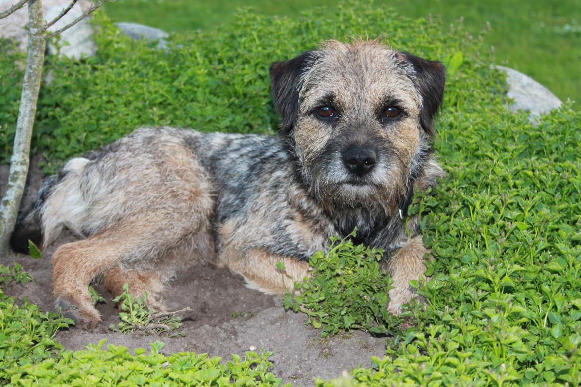 Border terrier Prins Felix billede 13