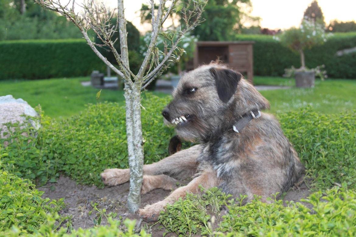 Border terrier Prins Felix billede 14
