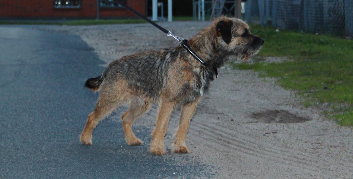 Border terrier Prins Felix billede 15