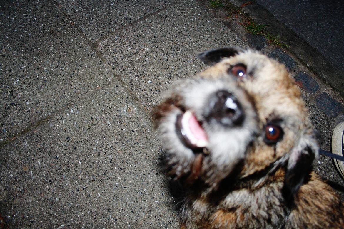 Border terrier Prins Felix billede 16