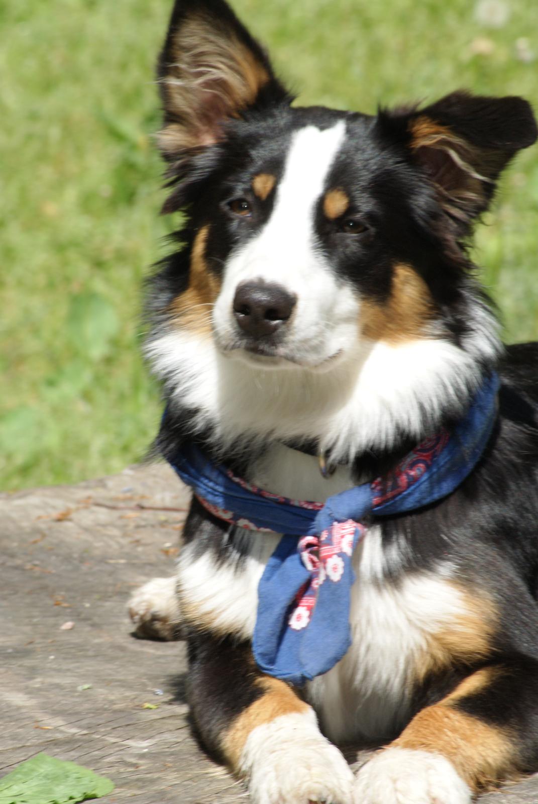 Australian shepherd Mille - velkommen til milles profil.
foto den 29/5  billede 2