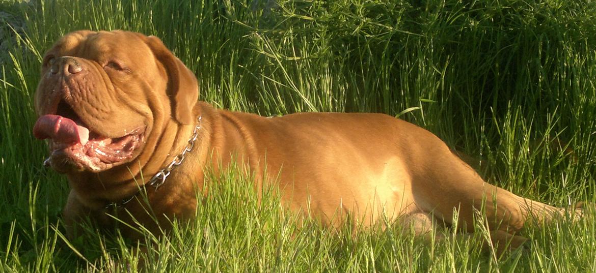 Dogue de bordeaux Meine Rottis DDB Ashley billede 10