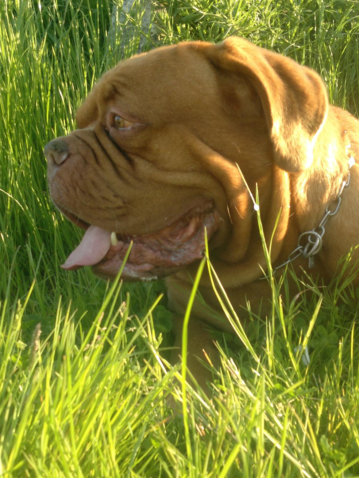 Dogue de bordeaux Meine Rottis DDB Ashley billede 11