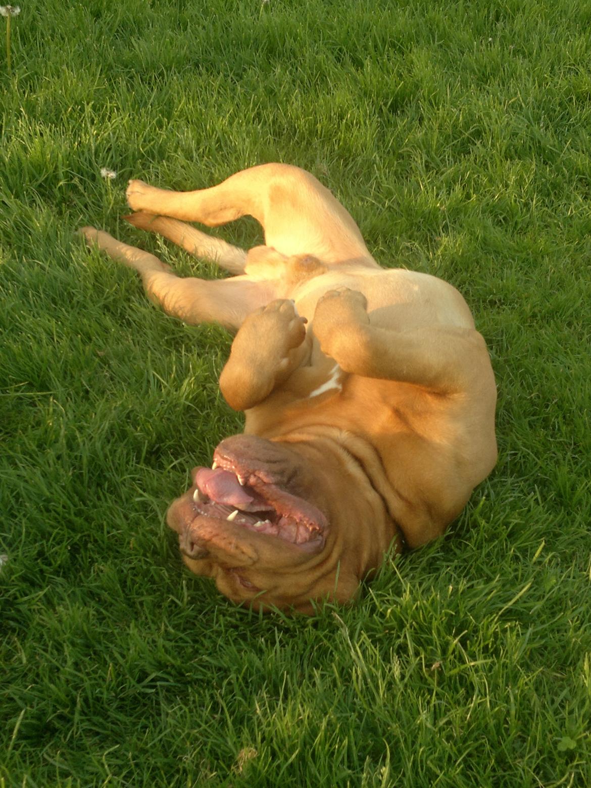 Dogue de bordeaux Meine Rottis DDB Ashley billede 12