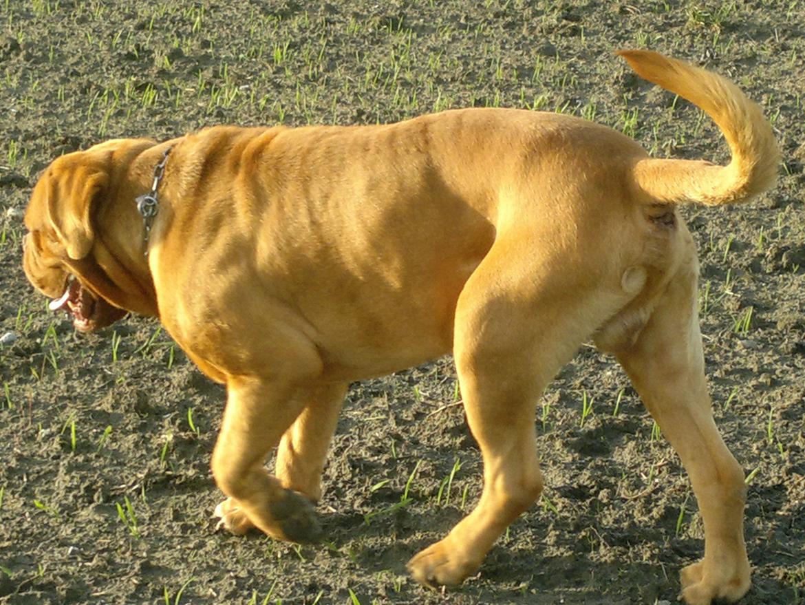 Dogue de bordeaux Meine Rottis DDB Ashley billede 13