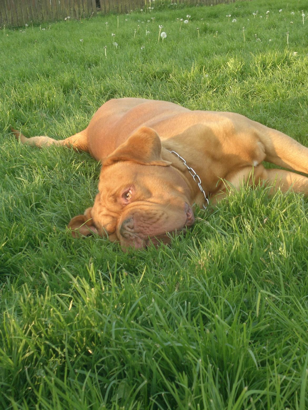 Dogue de bordeaux Meine Rottis DDB Ashley billede 14