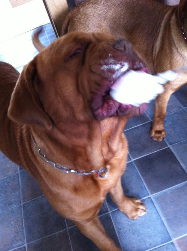 Dogue de bordeaux Meine Rottis DDB Ashley billede 15