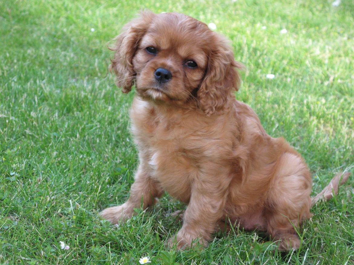 Cavalier king charles spaniel Nellie 30/3-12 - 4/9-17 - 8 uger og lige flyttet ind billede 15