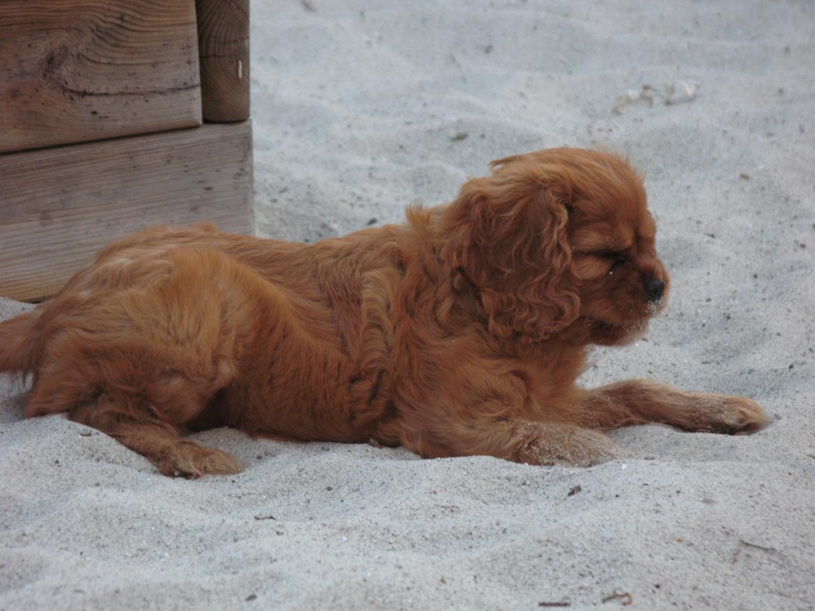 Cavalier king charles spaniel Nellie 30/3-12 - 4/9-17 - Adr sand smager grimt;) billede 17