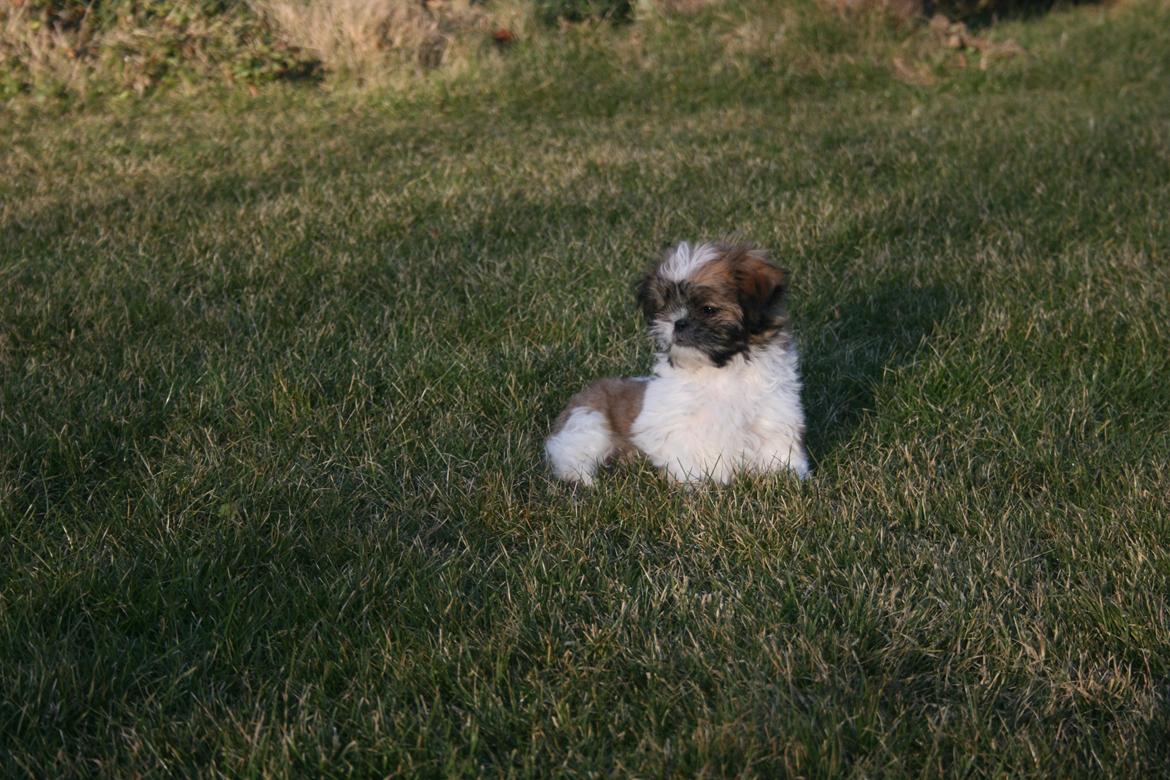 Shih tzu Gizmo ( blue shih tze ) billede 15