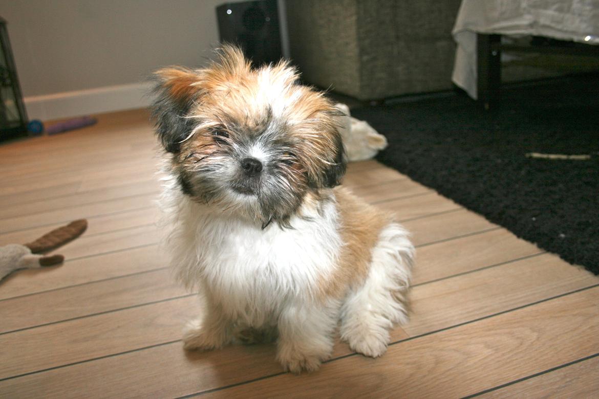Shih tzu Gizmo ( blue shih tze ) billede 16
